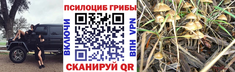 Галлюциногенные грибы Psilocybe  наркотики  Стерлитамак 